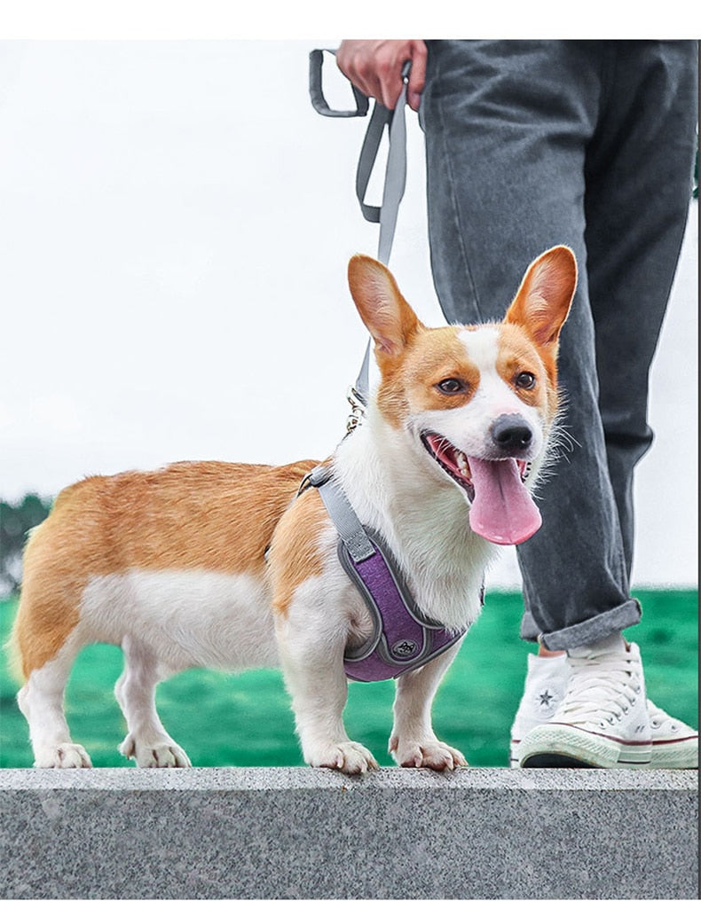 Reflective Pet Harness And Leash Set