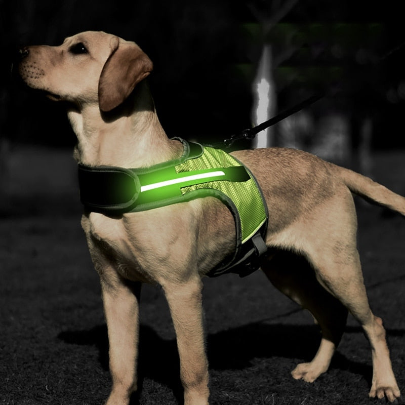 Dog and Cat LED Vest Collar