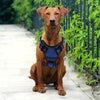 Outdoor Dog Harness