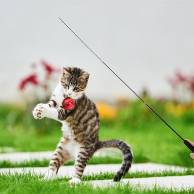 Cat Teaser Fishing Rod Toy