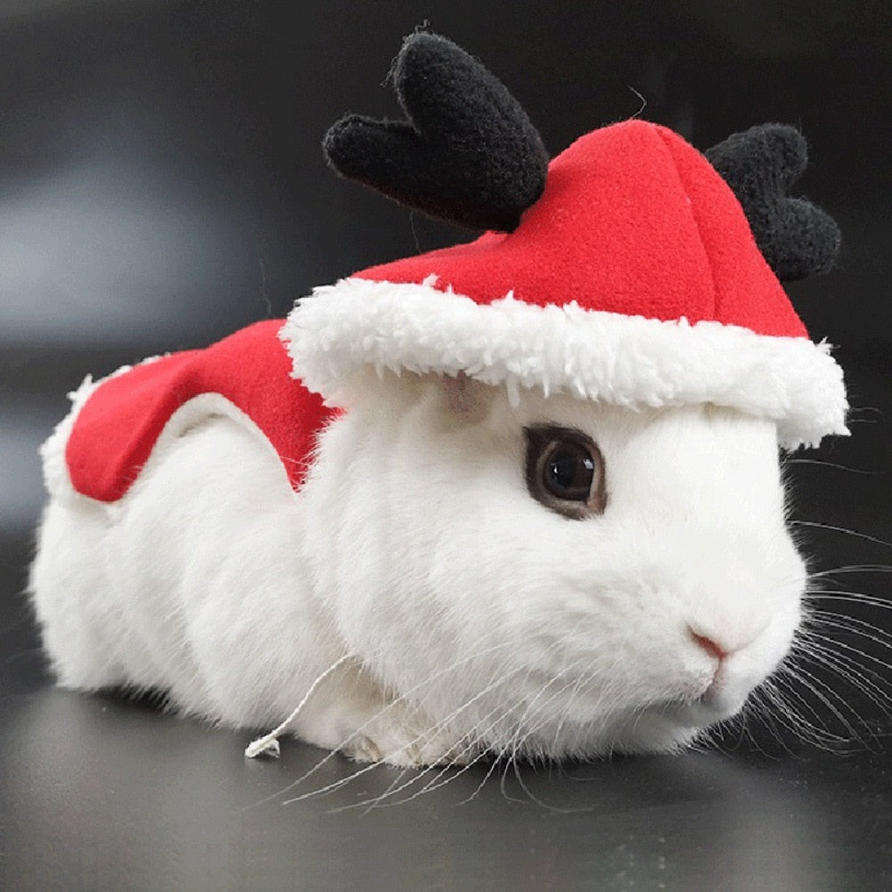 Guinea Pig Santa Dress