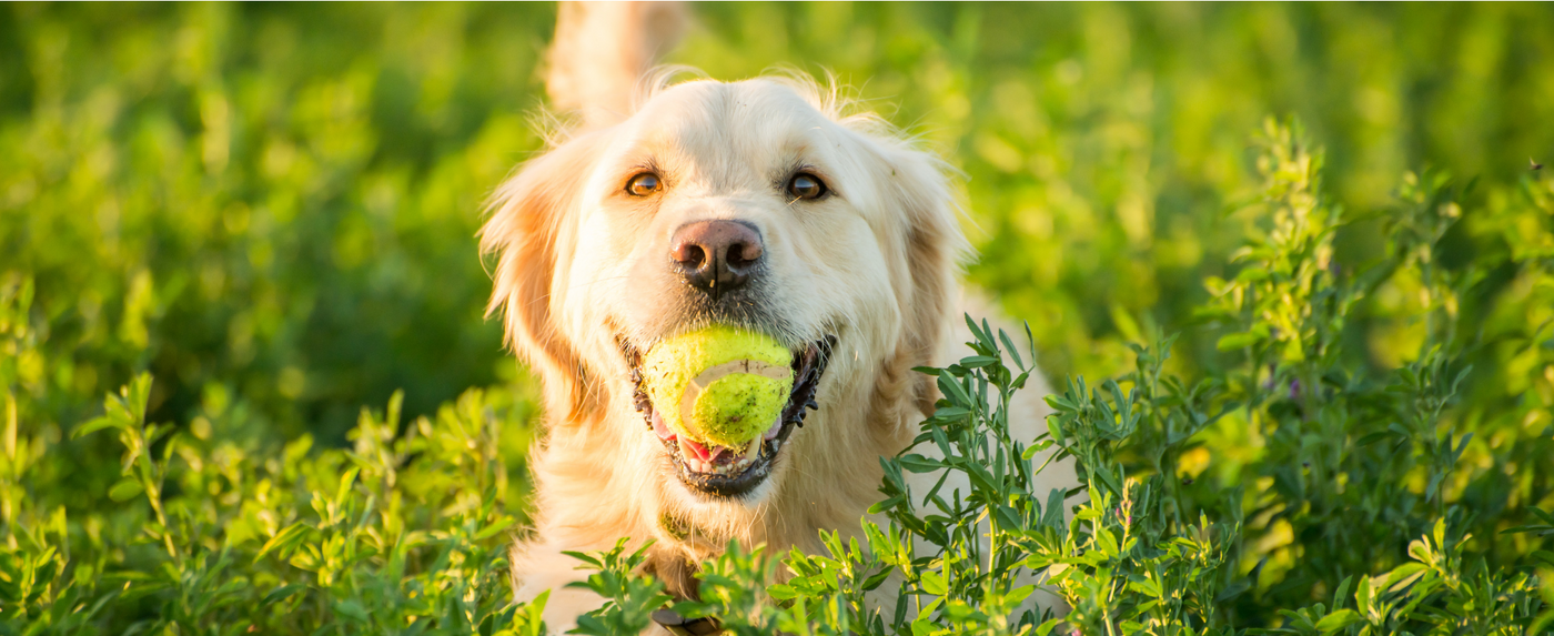 Furry Four Footed Friends