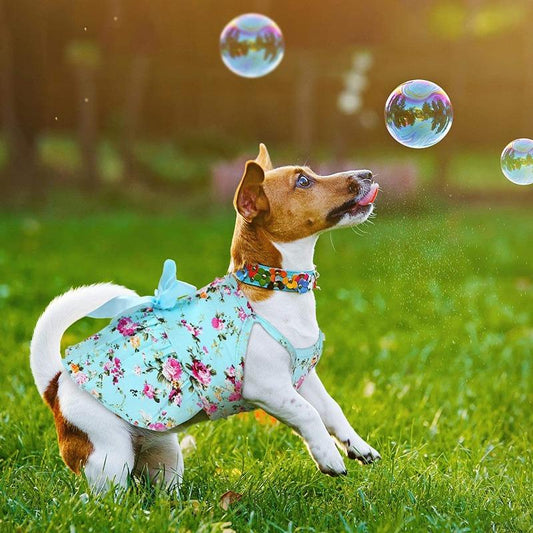 Shabby Chic Dog Dress