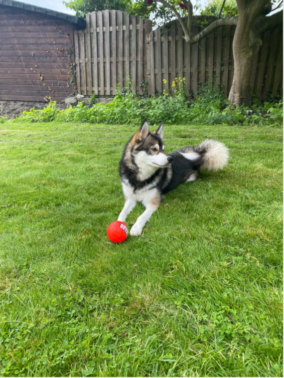 Squeaky Ball Chew Toy