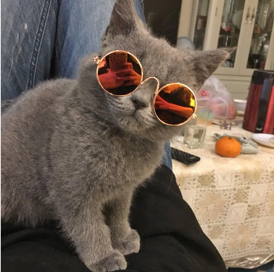 Retro Round Pet Sunglasses