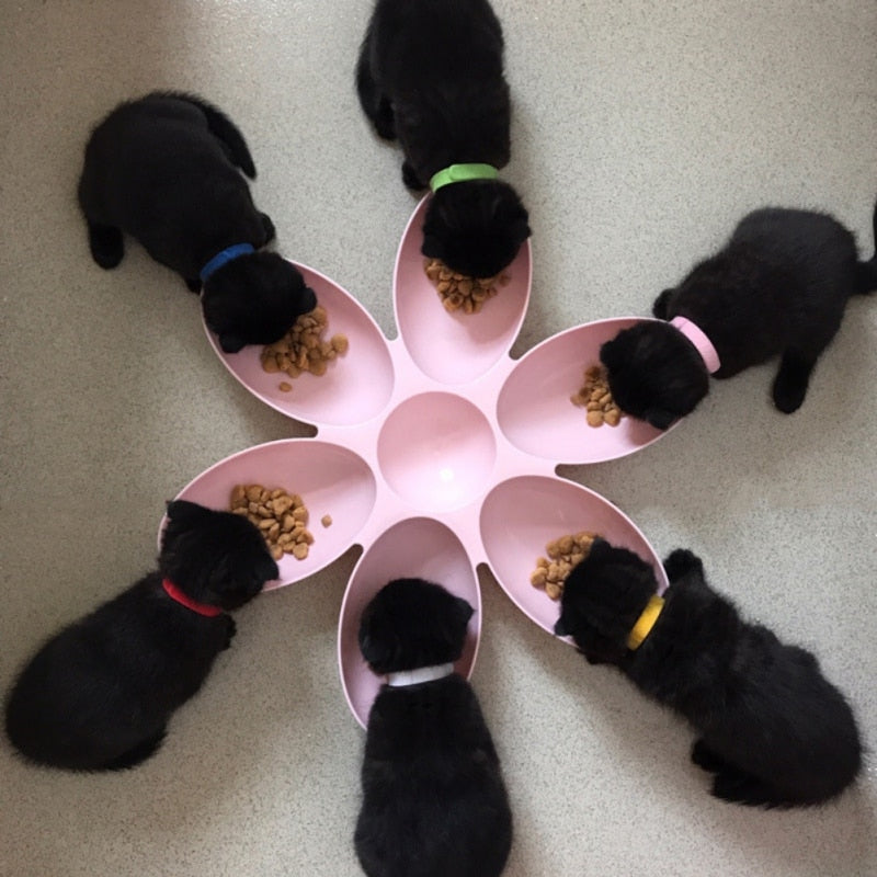 6 In 1 Pet Feeder Bowl