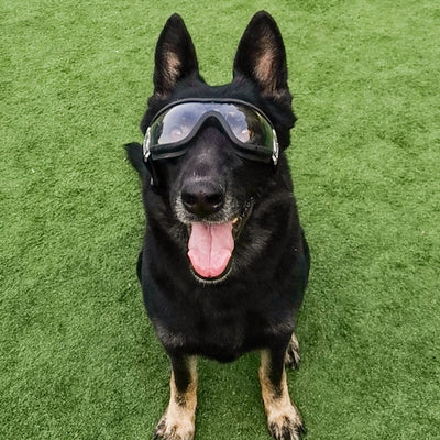 Protective Dog Goggles