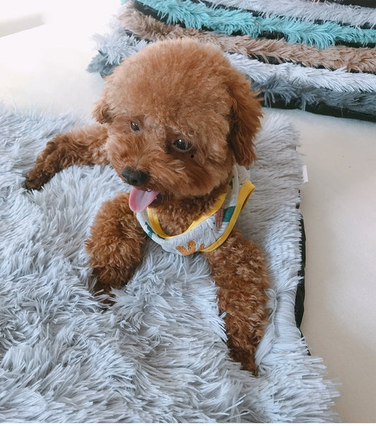 Fluffy Pet Blanket
