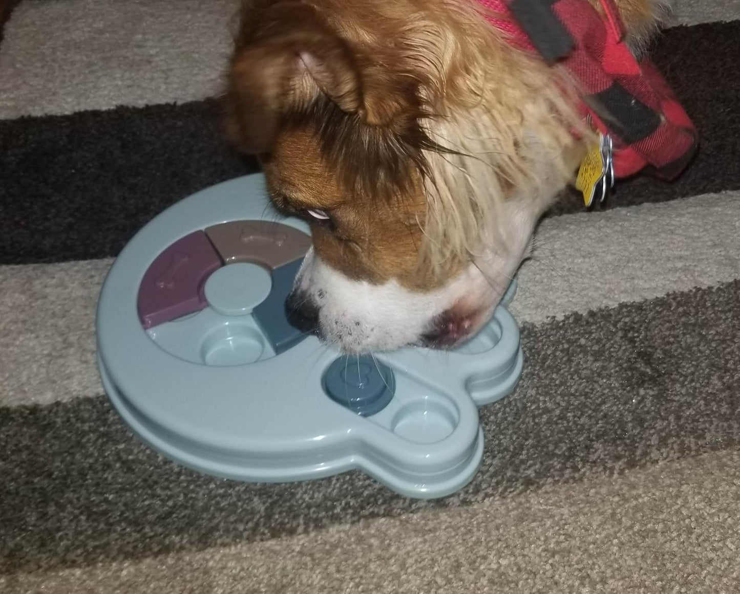 Dog Interactive Puzzle Toy Feeder