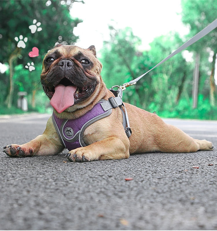 Reflective Pet Harness And Leash Set