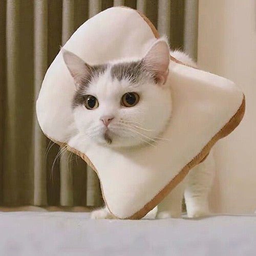 Food Shaped Pet Collar