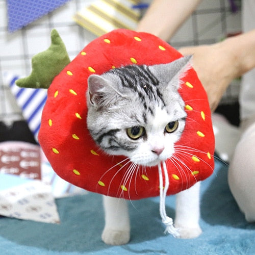 Food Shaped Pet Collar