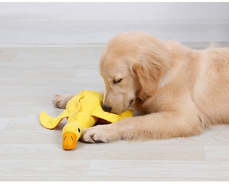 Duck Sniffing Pet Toy