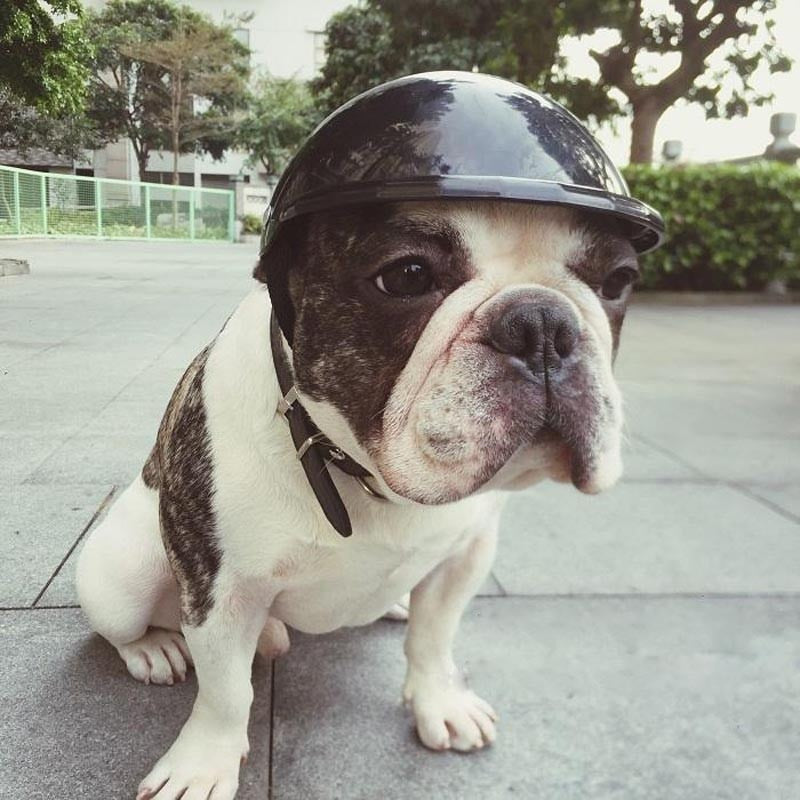 Dog Protective Motorcycle Helmet