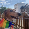 Pride Style Pet Bandanas