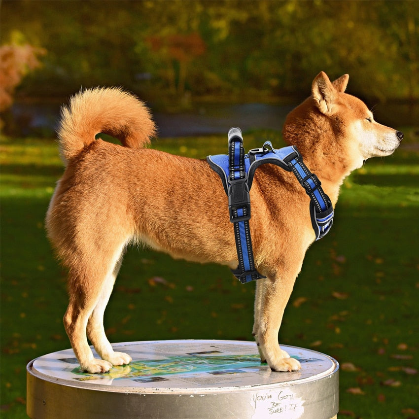 Outdoor Dog Harness