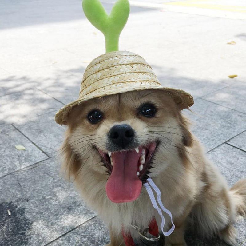 Fashionable Pet Hat