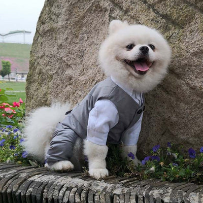 Fancy Gray Tuxedo