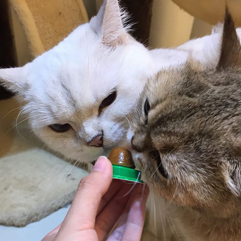 Healthy Catnip Snack